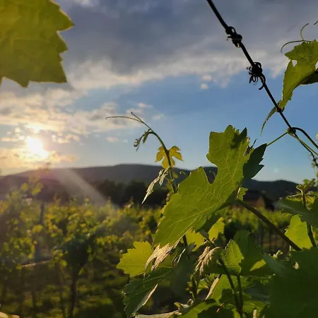 Lejlighed Garden With Kitchenette