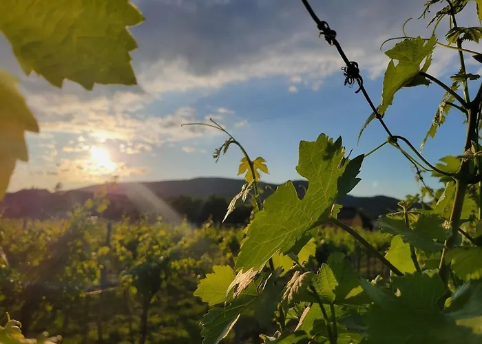Lejlighed Garden With Kitchenette